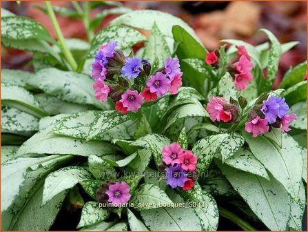 Pulmonaria &#039;Silver Bouquet&#039; | Longkruid