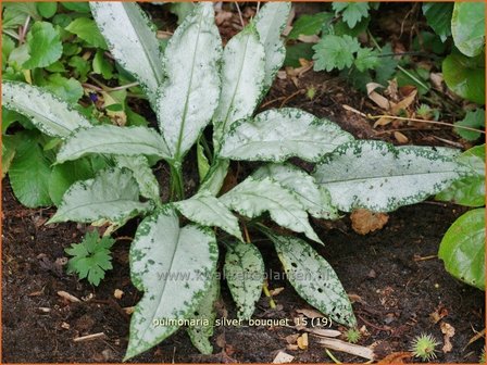 Pulmonaria &#039;Silver Bouquet&#039; | Longkruid