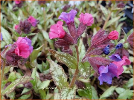 Pulmonaria &#039;Silver Bouquet&#039; | Longkruid