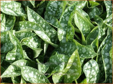 Pulmonaria &#039;Trevi Fountain&#039; | Longkruid | Lungenkraut | Lungwort