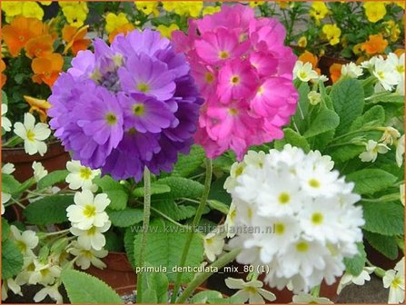 Primula denticulata &#039;Mix&#039; | Sleutelbloem, Bolprimula