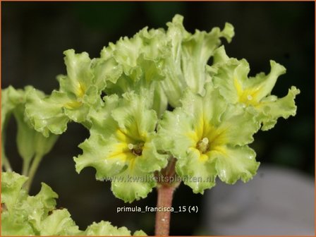 Primula &#039;Francisca&#039; | Stengelloze sleutelbloem, Sleutelbloem