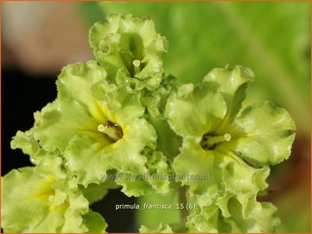 Primula &#039;Francisca&#039; | Stengelloze sleutelbloem, Sleutelbloem