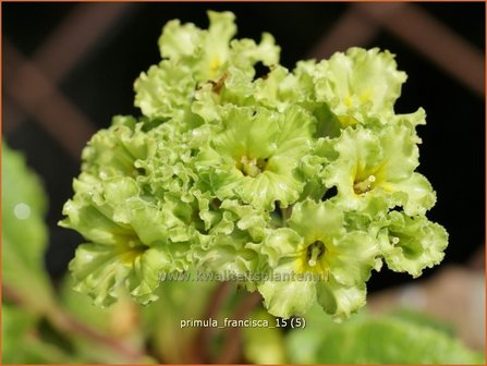 Primula &#039;Francisca&#039; | Stengelloze sleutelbloem, Sleutelbloem