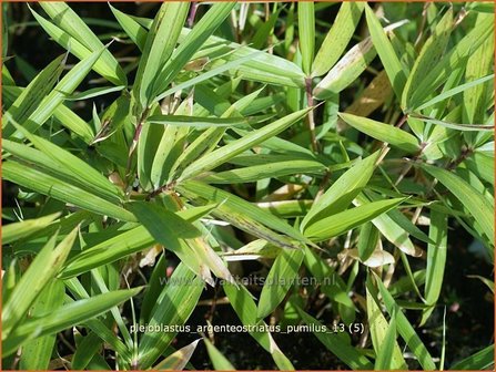 Pleioblastus argenteostriatus pumilus | Dwergbamboe, Bamboe