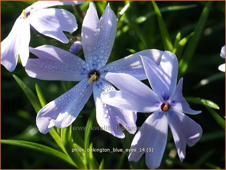 Phlox &amp;#39;Oakington Blue Eyes&amp;#39; | Kruipphlox, Vlambloem, Flox, Floks | Polsterphlox