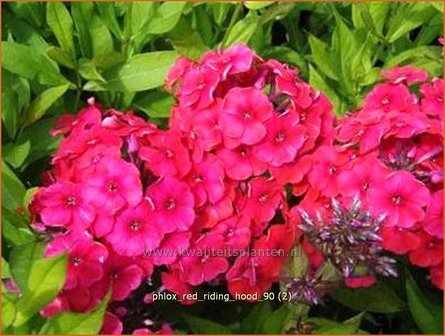 Phlox &#039;Red Riding Hood&#039; | Hoge vlambloem, Vlambloem, Flox, Floks | Hohe Flammenblume