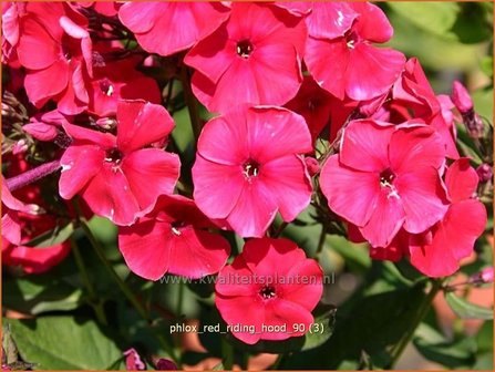 Phlox &#039;Red Riding Hood&#039; | Hoge vlambloem, Vlambloem, Flox, Floks | Hohe Flammenblume