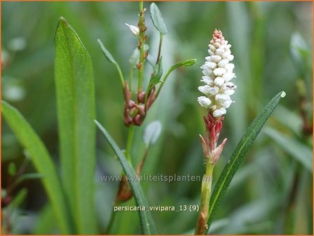 Persicaria vivipara | Broedbistorta, Levendbarende duizendknoop