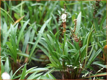 Persicaria vivipara | Broedbistorta, Levendbarende duizendknoop