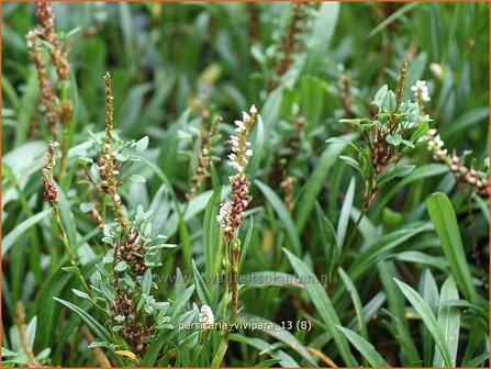 Persicaria vivipara | Broedbistorta, Levendbarende duizendknoop