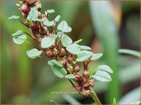 Persicaria vivipara | Broedbistorta, Levendbarende duizendknoop