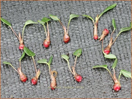 Persicaria vivipara | Broedbistorta, Levendbarende duizendknoop