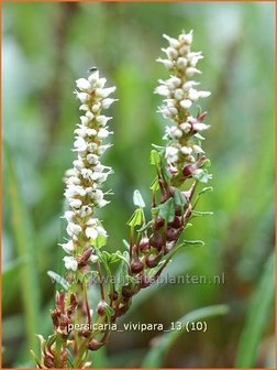 Persicaria vivipara | Broedbistorta, Levendbarende duizendknoop