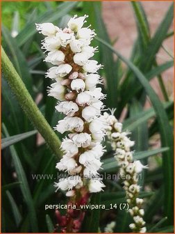 Persicaria vivipara | Broedbistorta, Levendbarende duizendknoop