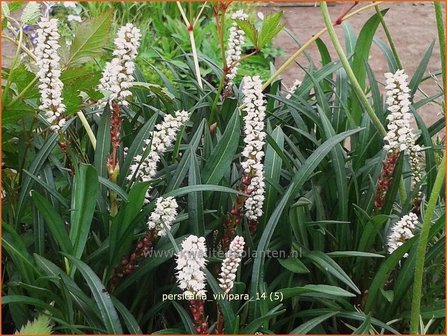 Persicaria vivipara | Broedbistorta, Levendbarende duizendknoop