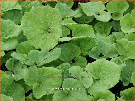 Petasites albus | Wit hoefblad, Allemansverdriet, Pestwortel, Hoefblad