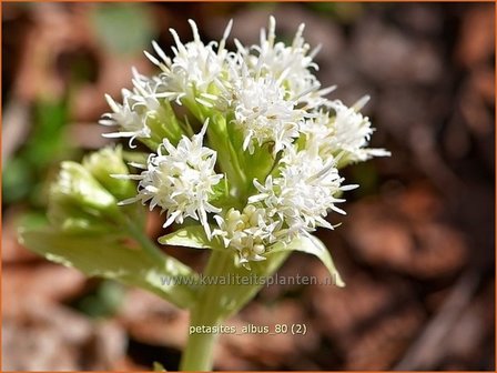 Petasites albus | Wit hoefblad, Allemansverdriet, Pestwortel, Hoefblad