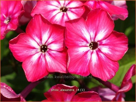 Phlox &#039;Alexandra&#039; | Vlambloem