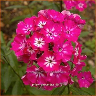 Phlox &#039;Alexandra&#039; | Vlambloem