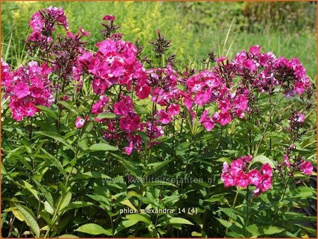 Phlox &#039;Alexandra&#039; | Vlambloem