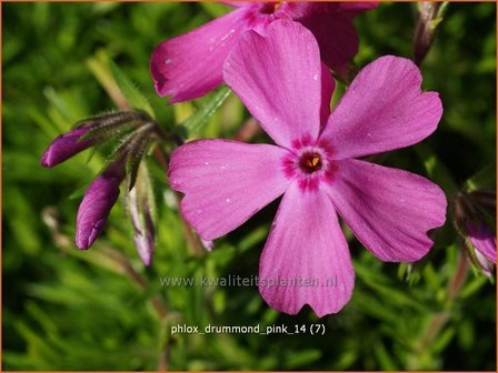 Phlox &#039;Drummond Pink&#039; | Vlambloem, Kruipphlox