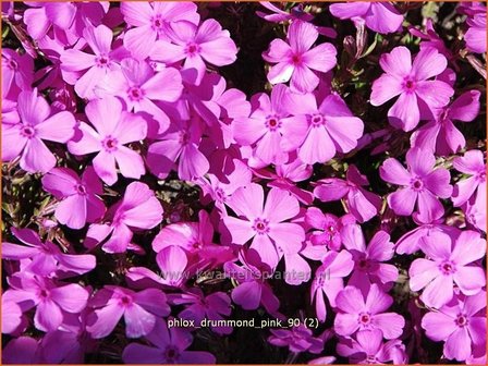 Phlox &#039;Drummond Pink&#039; | Vlambloem, Kruipphlox