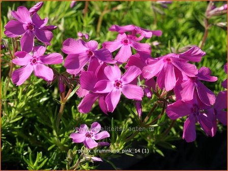 Phlox &#039;Drummond Pink&#039; | Vlambloem, Kruipphlox