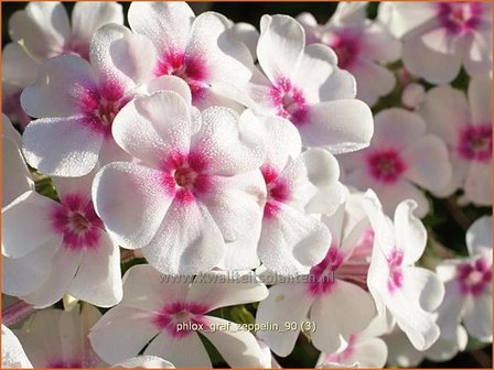 Phlox &amp;#39;Green Lion&amp;#39; | Hoge vlambloem, Vlambloem, Flox, Floks | Hohe Flammenblume