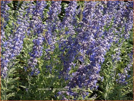 Perovskia atriplicifolia &#039;Lacey Blue&#039; | Russische salie, Blauwspirea, Reuzenlavendel | Meldebl&auml;ttrige Blauraute
