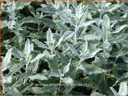 Perovskia atriplicifolia &#039;Silvery Blue&#039; | Russische salie, Blauwspirea, Reuzenlavendel