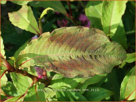 Persicaria virginiana &#039;Compton&#039;s Form&#039; | Duizendknoop