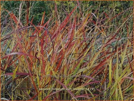 Panicum virgatum 'Kurt Bluemel' | Vingergras, Parelgierst | Rutenhirse