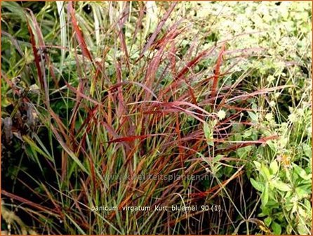 Panicum virgatum 'Kurt Bluemel' | Vingergras, Parelgierst | Rutenhirse