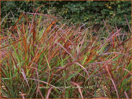 Panicum virgatum &#039;Kurt Bluemel&#039; | Vingergras, Parelgierst | Rutenhirse