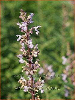 Nepeta nuda &#039;Purple Cat&#039; | Kattekruid, Kattenkruid