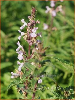 Nepeta nuda &#039;Purple Cat&#039; | Kattekruid, Kattenkruid