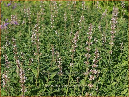 Nepeta nuda &#039;Purple Cat&#039; | Kattekruid, Kattenkruid