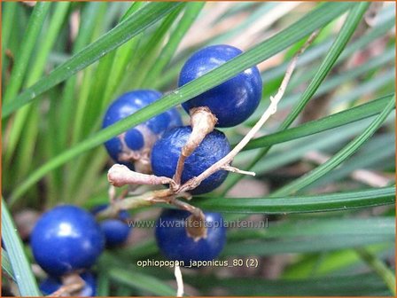 Ophiopogon japonicus | Slangenbaard, Japans slangengras