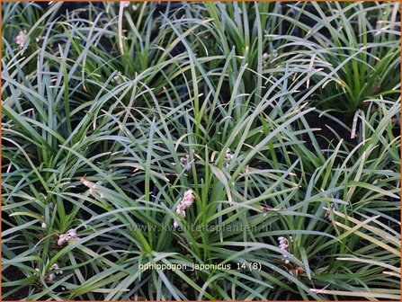 Ophiopogon japonicus | Slangenbaard, Japans slangengras