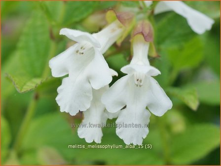 Melittis melissophyllum &#039;Alba&#039; | Bastaardmelisse, Bijenblad