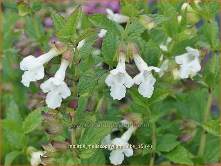 Melittis melissophyllum &#039;Alba&#039; | Bastaardmelisse, Bijenblad