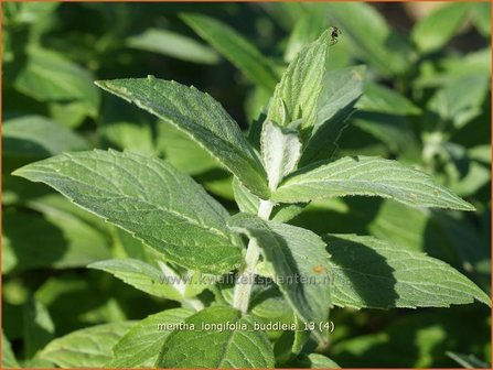 Mentha longifolia &#039;Buddleia&#039; | Hertsmunt, Bosmunt, Munt