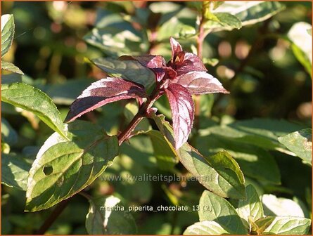 Mentha piperita &#039;Chocolate&#039; | Bastaardmelisse, Pepermunt, Munt