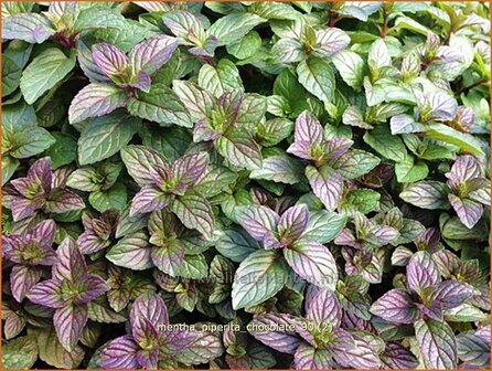 Mentha piperita &#039;Chocolate&#039; | Bastaardmelisse, Pepermunt, Munt