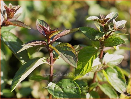 Mentha piperita &#039;Chocolate&#039; | Bastaardmelisse, Pepermunt, Munt