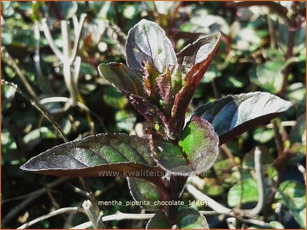 Mentha piperita &#039;Chocolate&#039; | Bastaardmelisse, Pepermunt, Munt