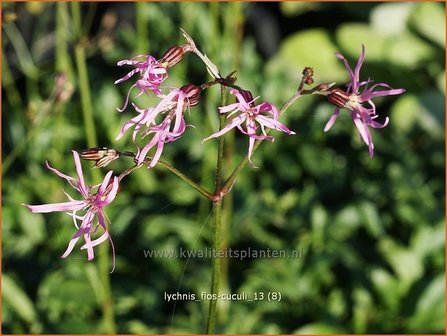 Lychnis flos-cuculi | Echte koekoeksbloem, Koekoeksbloem | Kuckucks-Lichtnelke