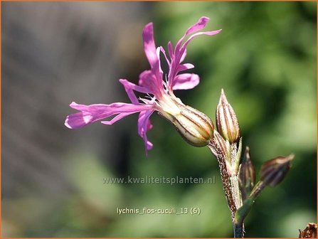 Lychnis flos-cuculi | Echte koekoeksbloem, Koekoeksbloem | Kuckucks-Lichtnelke