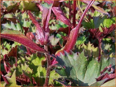 Ligularia &#039;Osiris Fantasy&#039; | Kruiskruid